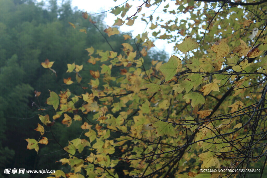 婺源秋日枝头黄叶