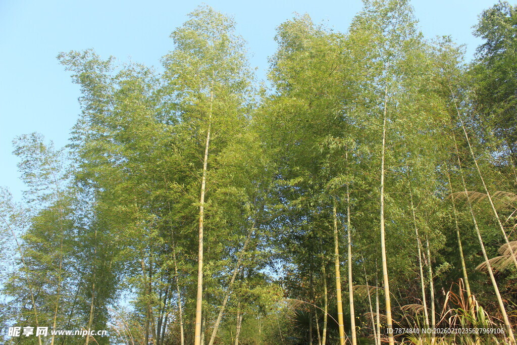 婺源挺拔竹林 尽显自然清新