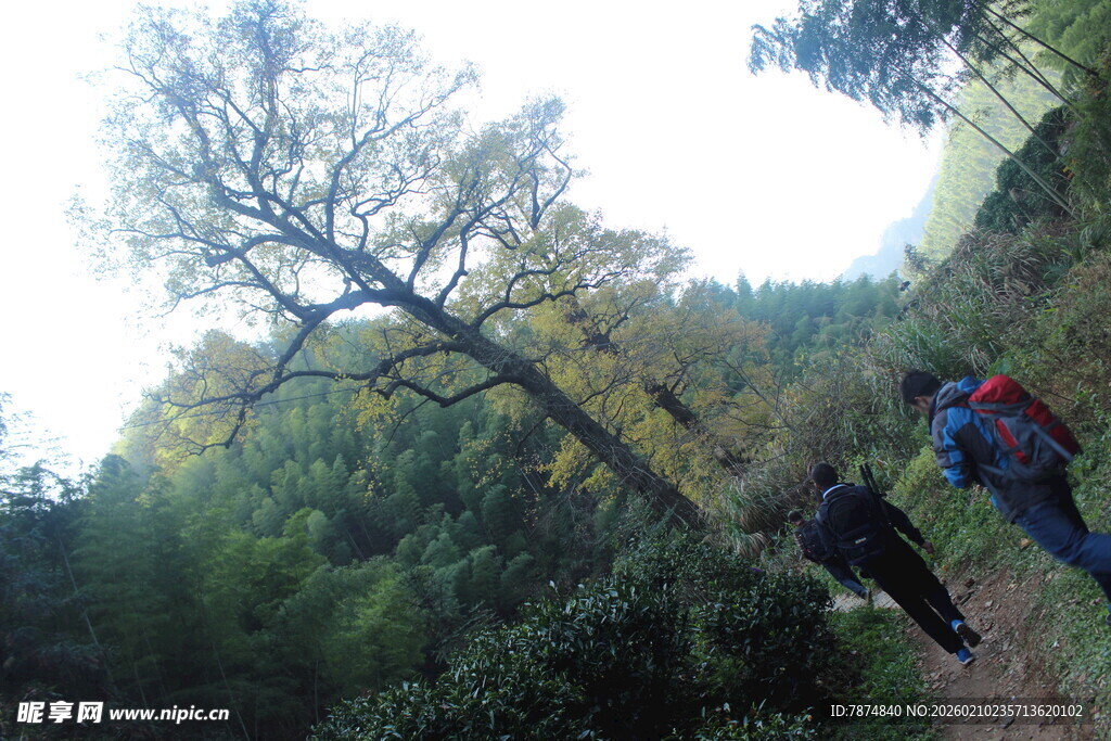 婺源山林徒步者旁的高大树木