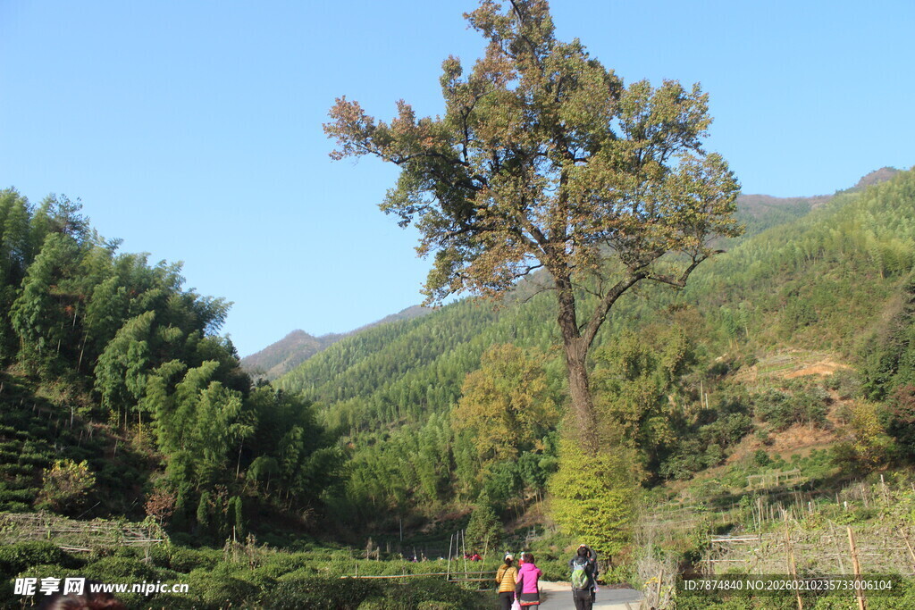 婺源山间挺拔树木与秀丽风光