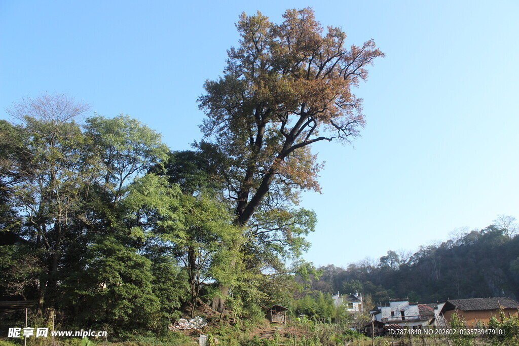 婺源秋日山林风景