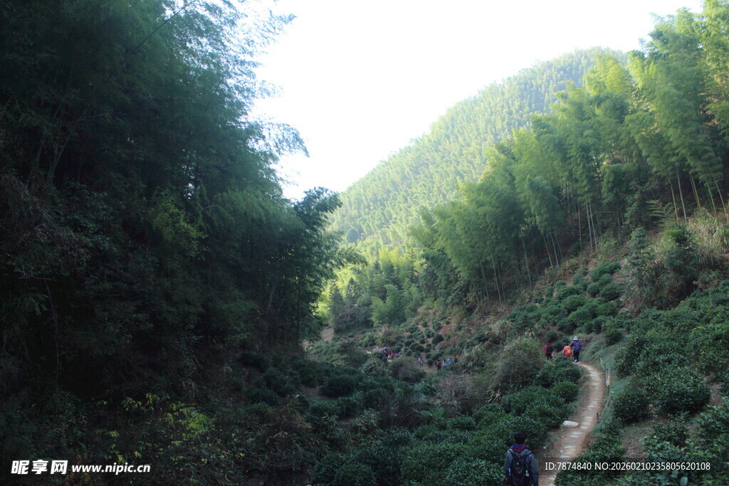 婺源山间幽径 穿行翠绿竹林