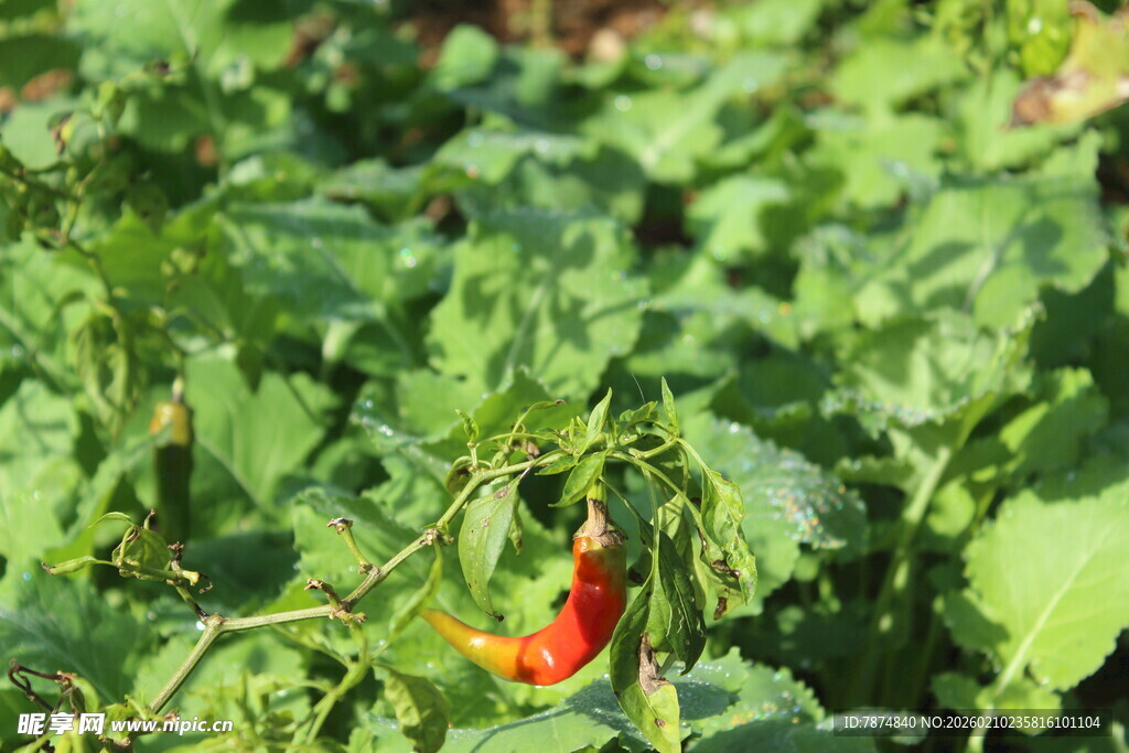 婺源田间红辣椒特写