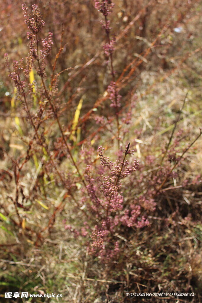 婺源野外植物 红枝绿叶景象