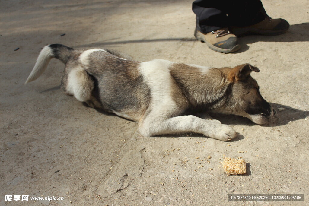 婺源路边休憩的小狗