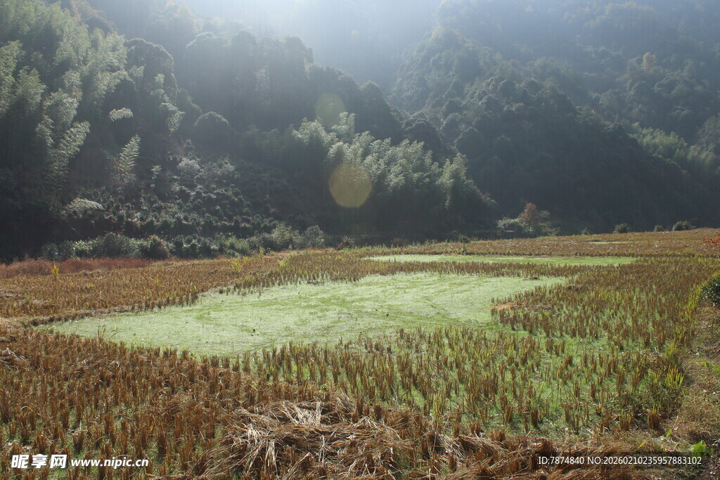 婺源山间稻田 绿意盎然