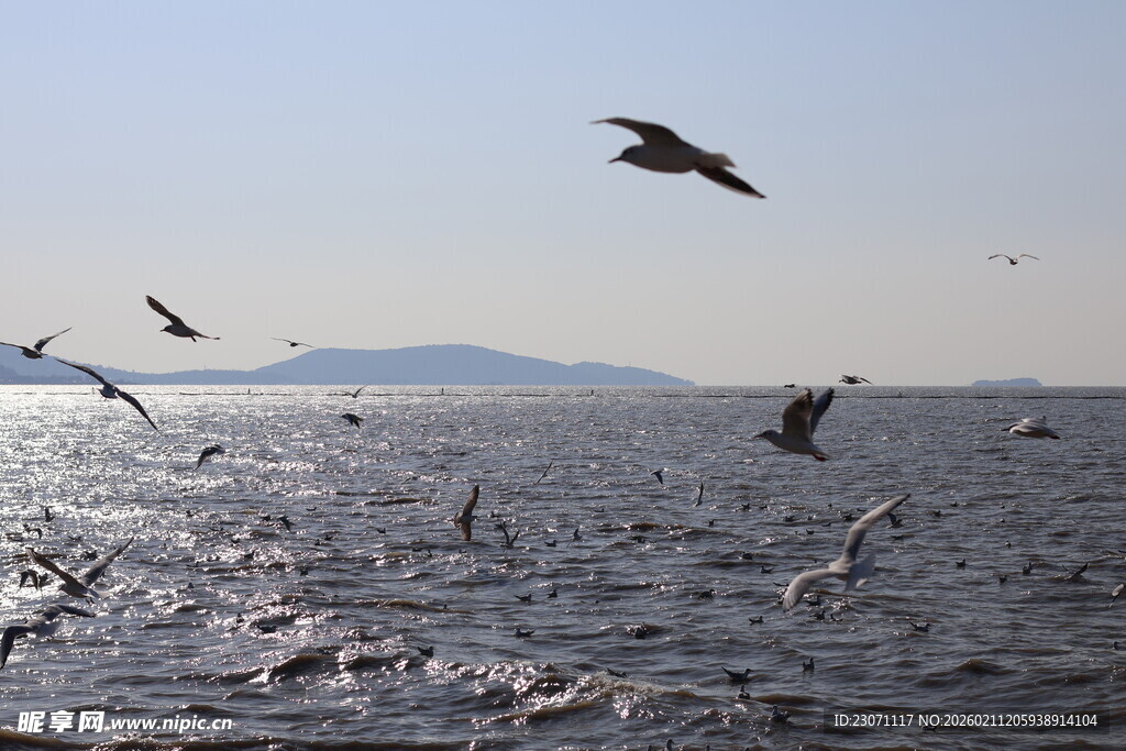 海面上飞翔的成群海鸥