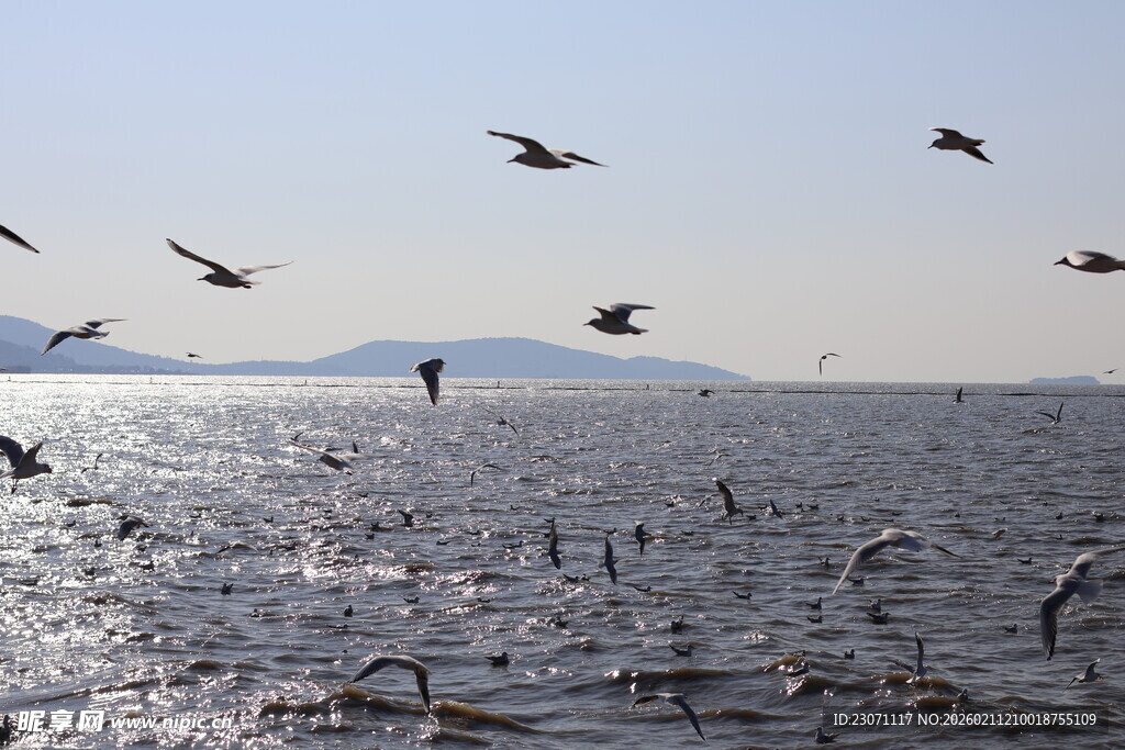 海鸥 
