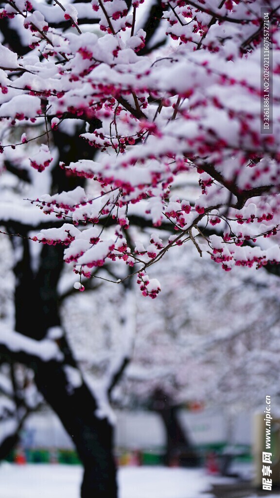 雪覆腊梅美如画