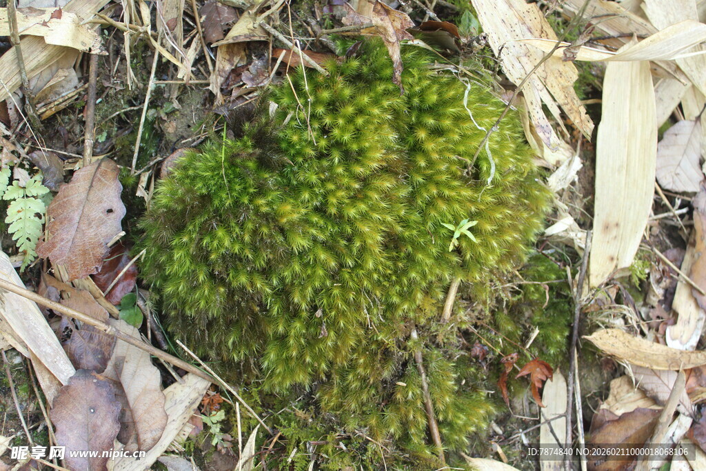 婺源地面上的翠绿苔藓