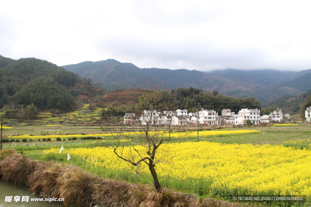 婺源春日乡村油菜花海美景