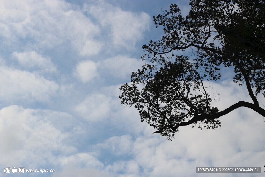 婺源枝头映云景
