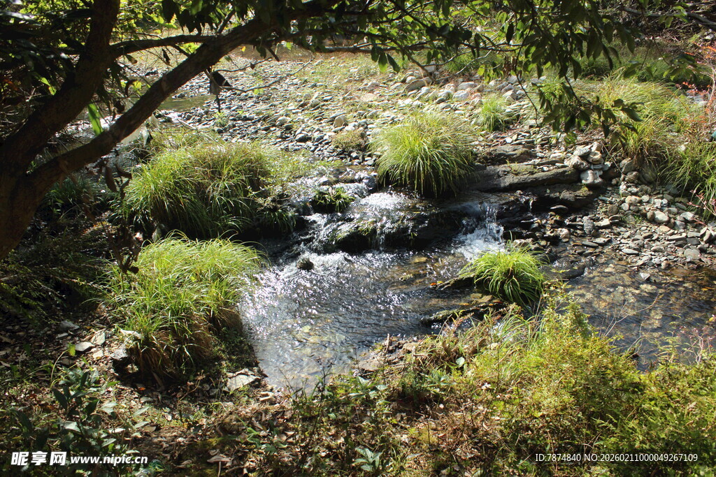 婺源山间溪流旁的绿植景观