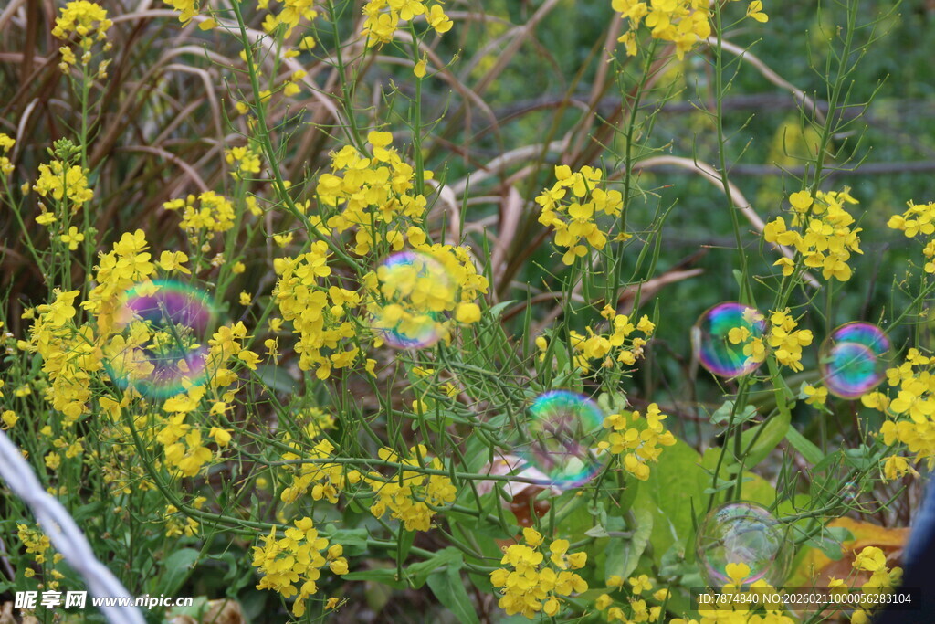 婺源春日绽放的黄色野花