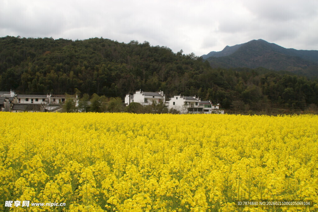 婺源金黄油菜田与远山村落