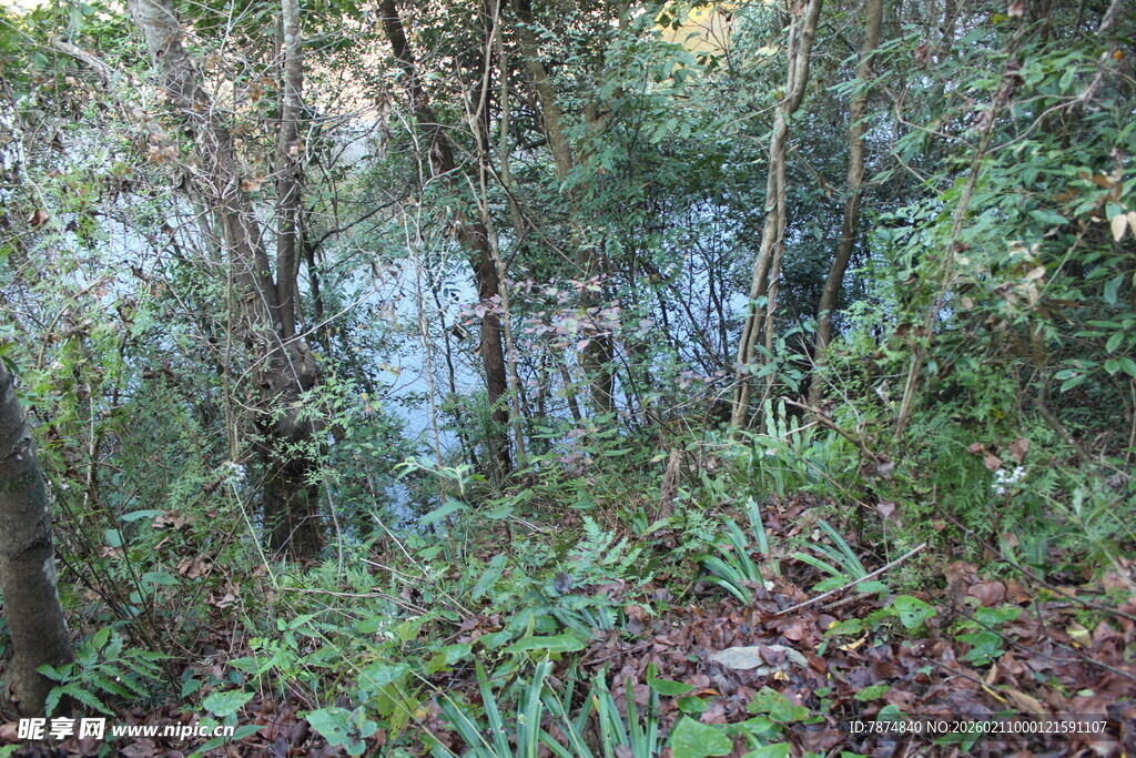婺源林间繁茂植被与远处水域