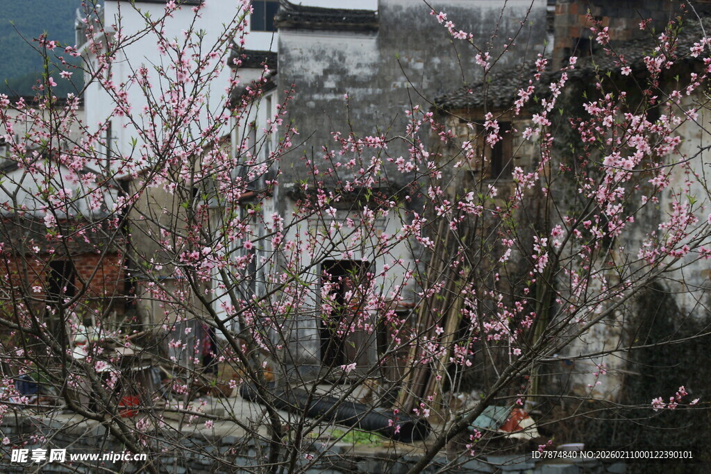 婺源春日繁花下的古朴民居