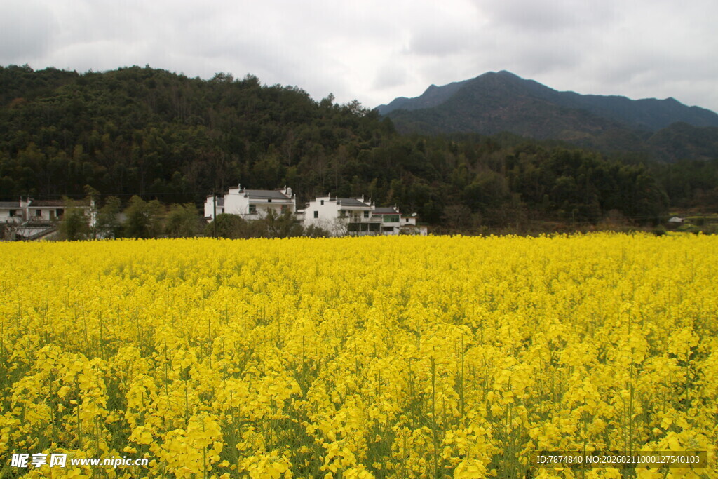婺源金黄油菜田与远山村落