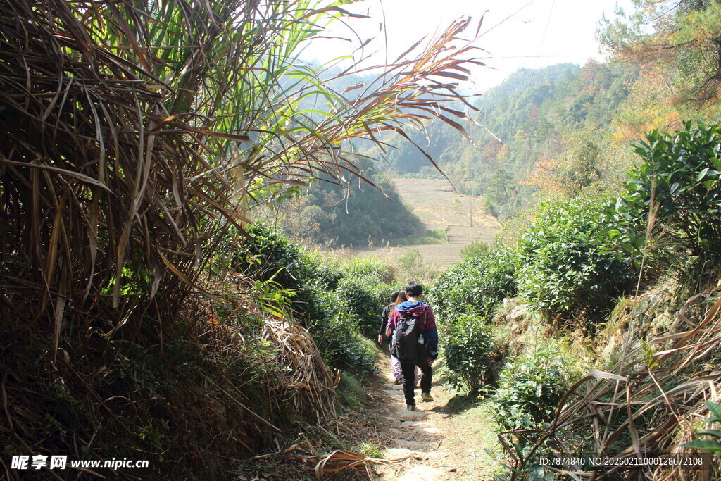 婺源山间徒步者穿行于草木间