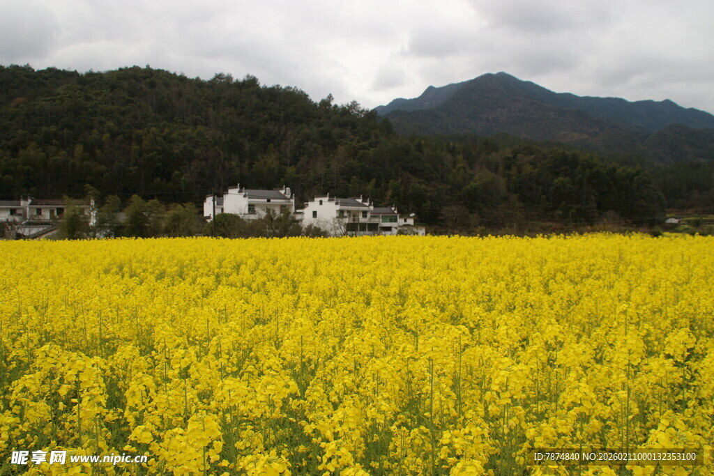 婺源金黄油菜田与远山村落