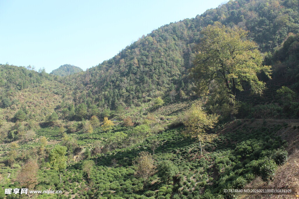 婺源山间绿意盎然的自然景致