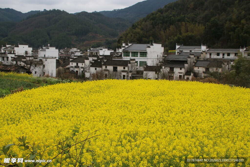 婺源春日乡村油菜花海美景