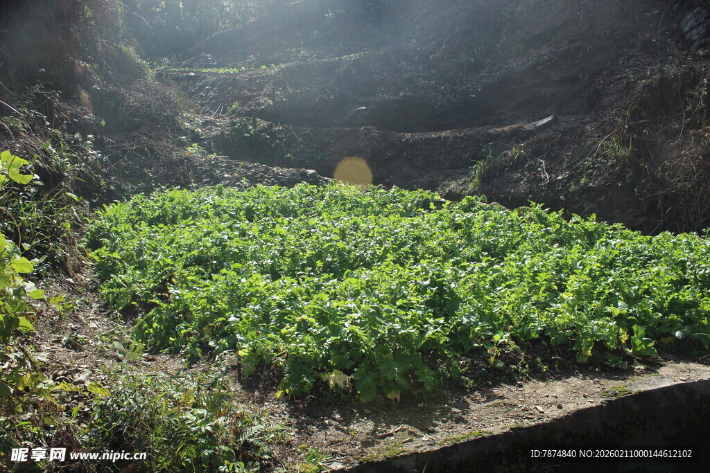 婺源山间绿意盎然的植物景观
