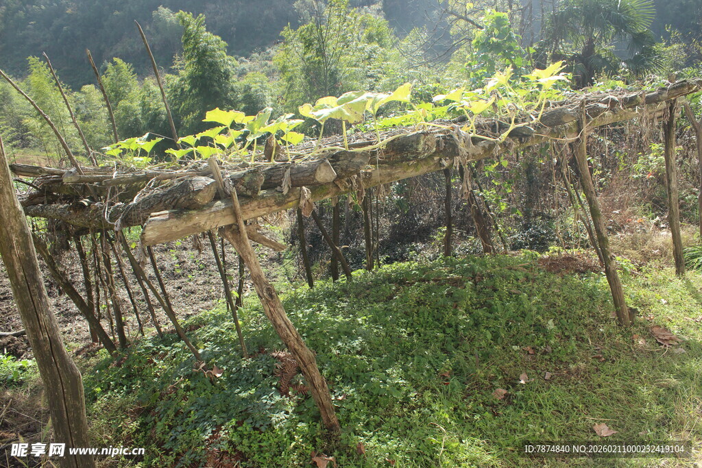 婺源山间藤蔓缠绕的木质棚架