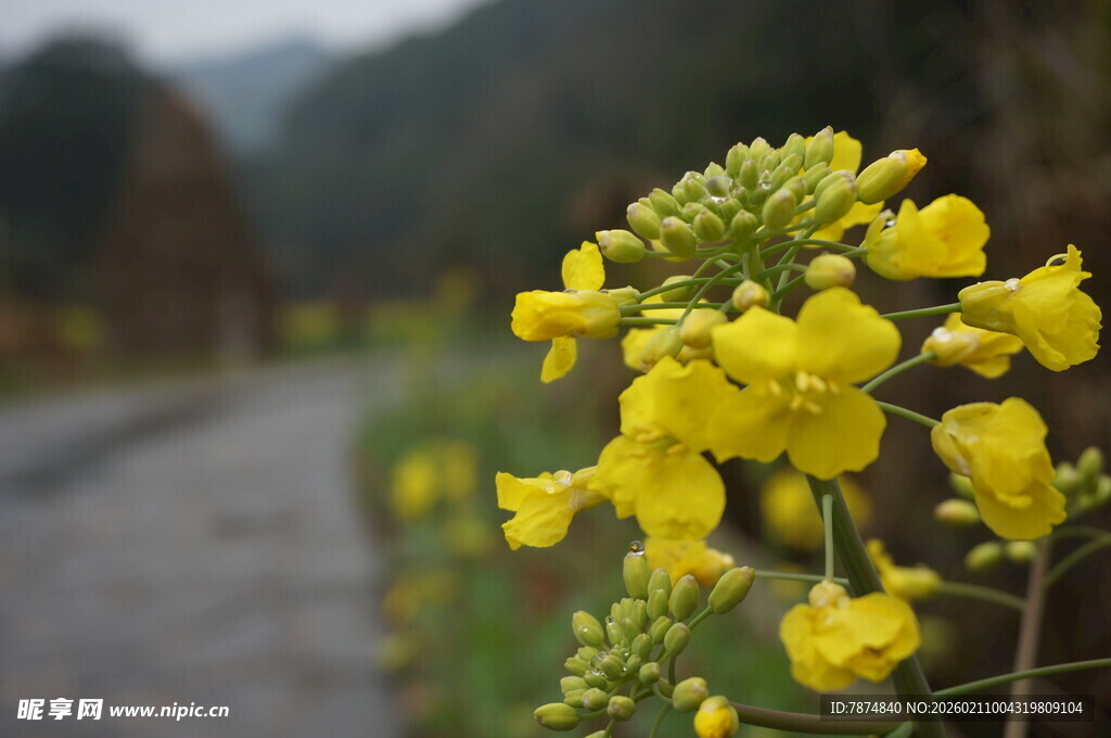婺源路边绽放的黄色油菜花