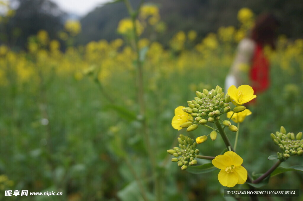 婺源春日油菜花特写