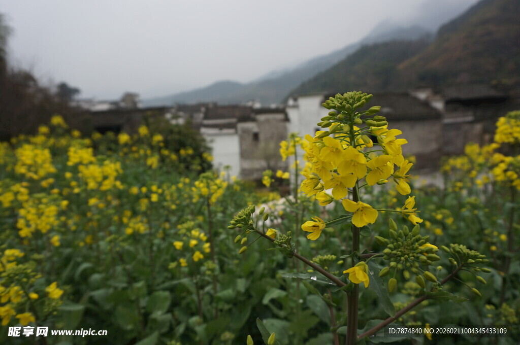 婺源春日油菜花田中的古朴村落