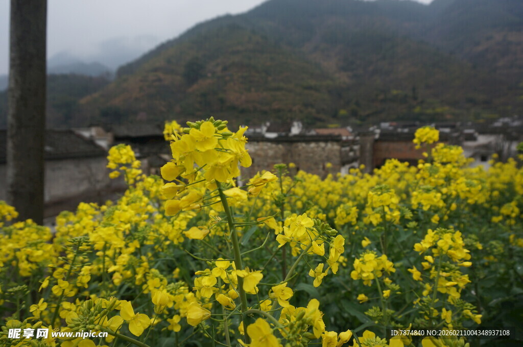 婺源春日油菜花田乡村景致
