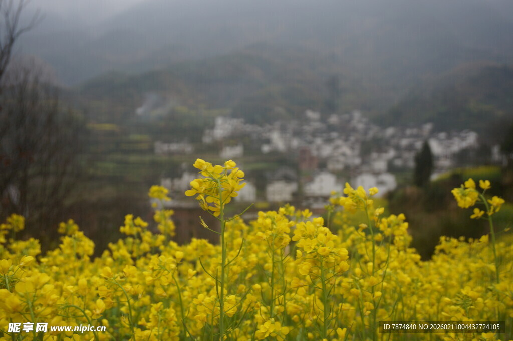 婺源山间油菜花海中的村落