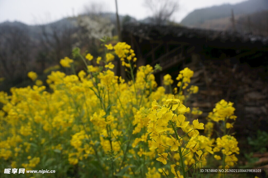 婺源山间盛放的灿烂油菜花