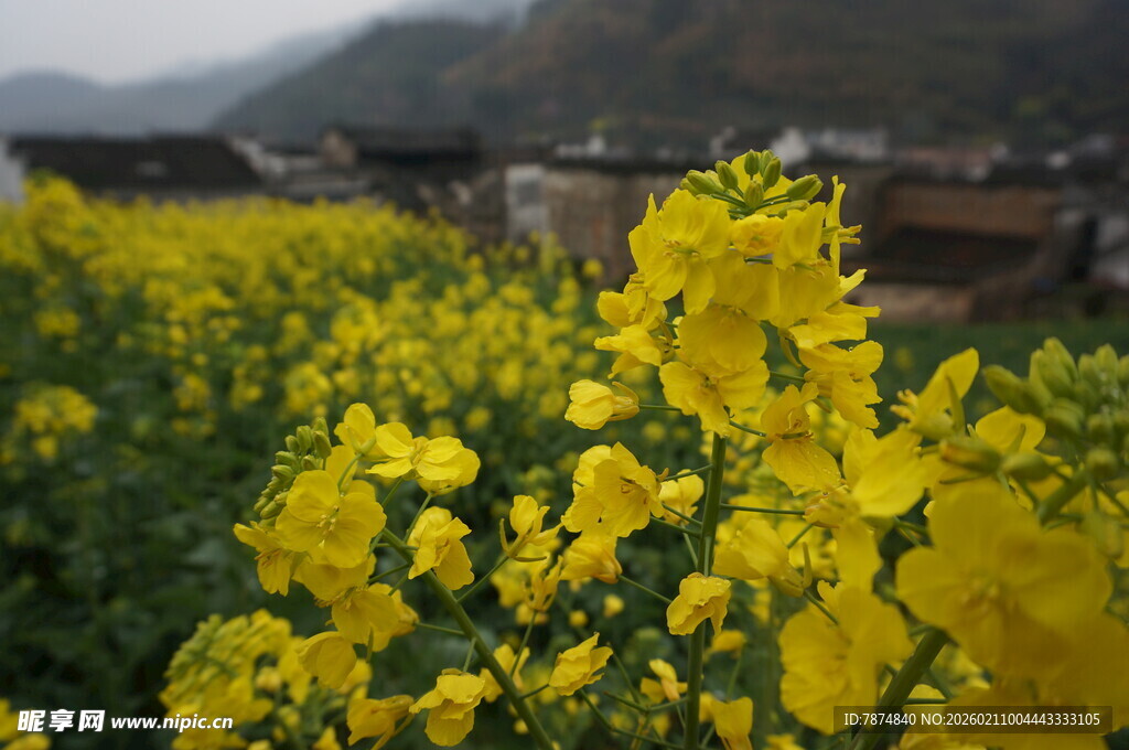 婺源金黄油菜花田绽放美景