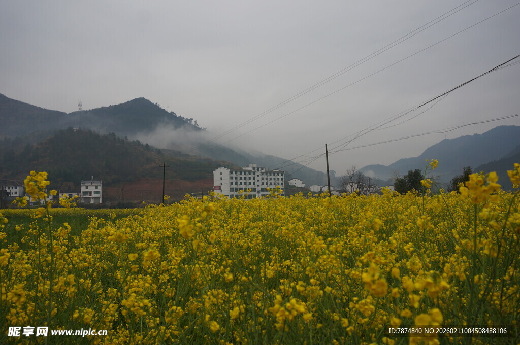 婺源山间油菜花海美景