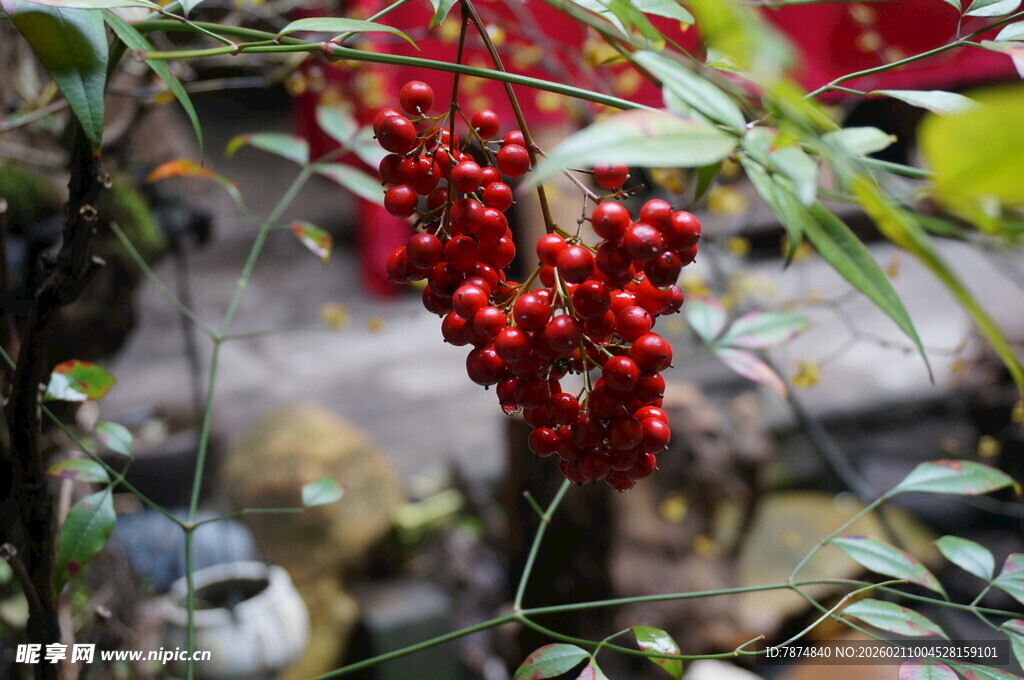 婺源红果绿叶植物特写