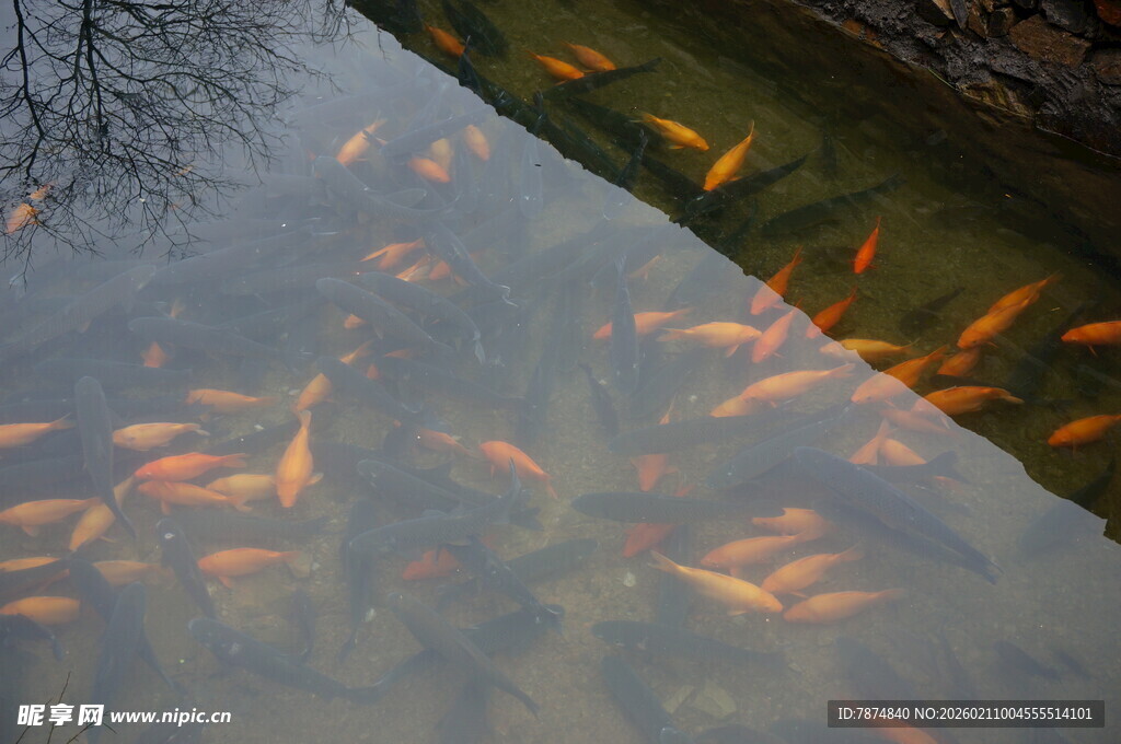 婺源池塘中游动的多彩金鱼