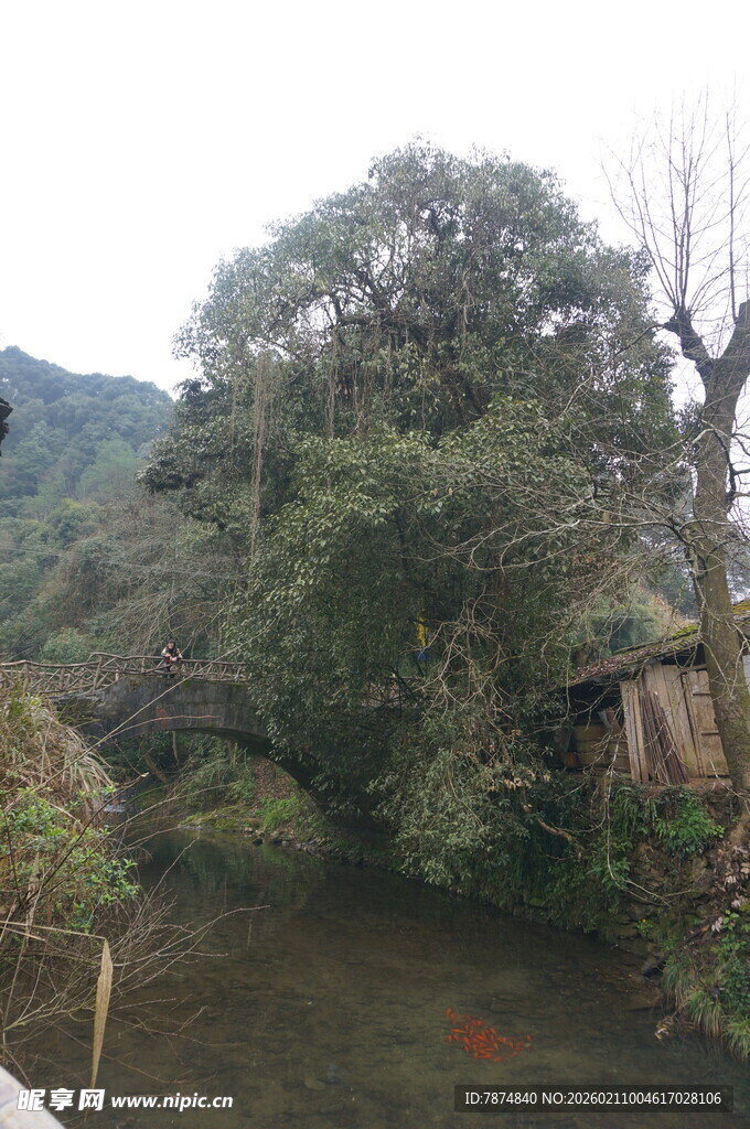 婺源山间溪流旁的葱郁树林