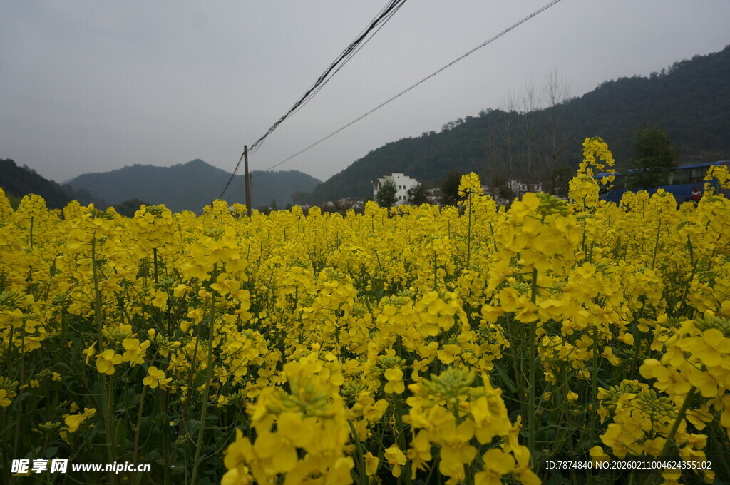 婺源金黄油菜花海 山间美景