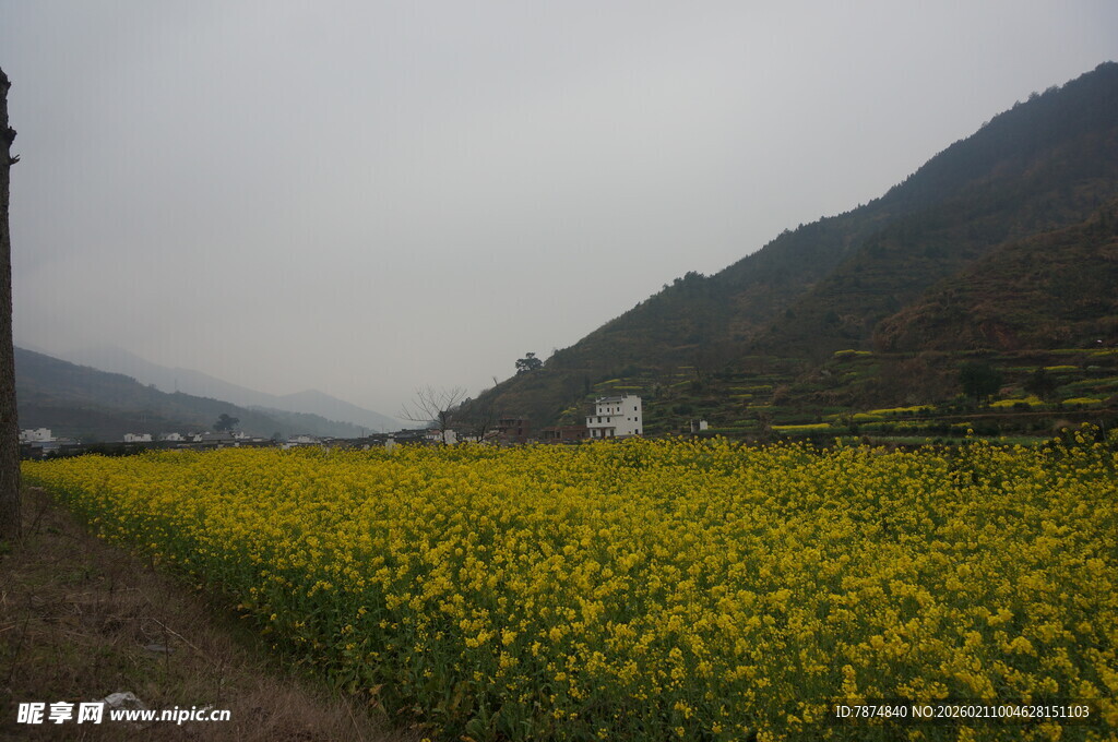 婺源山间油菜花海美景