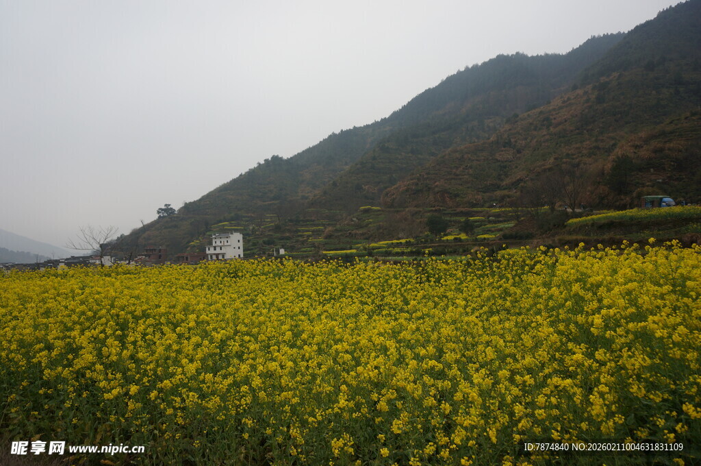 婺源山间油菜花海美景