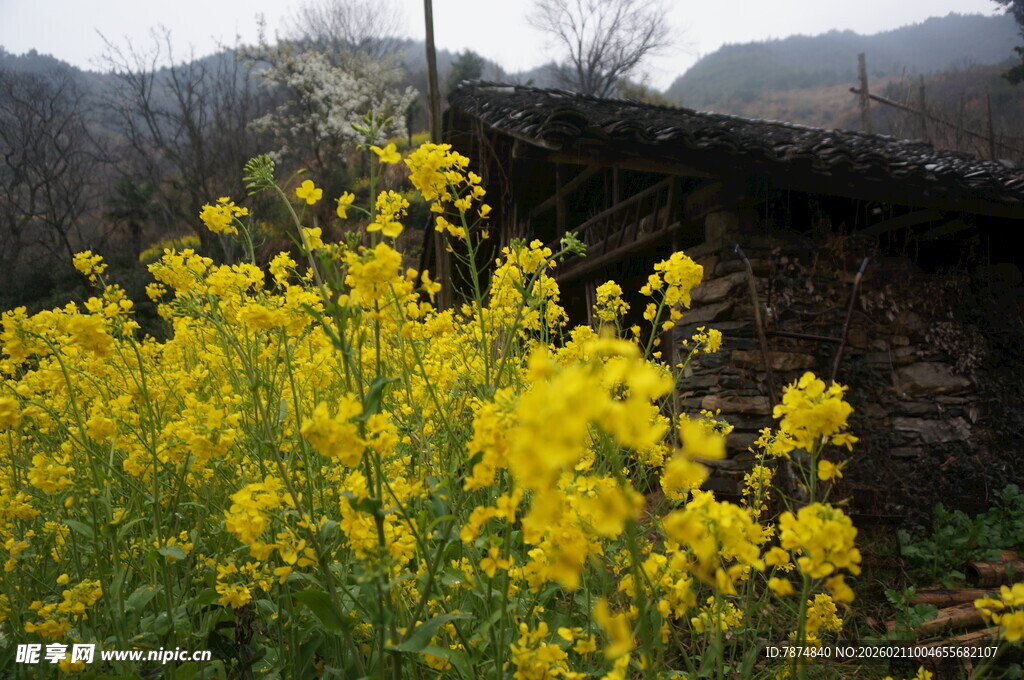 婺源田野中的灿烂油菜花海