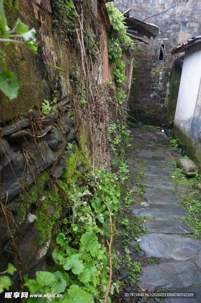 婺源古巷藤蔓缠绕的静谧景致