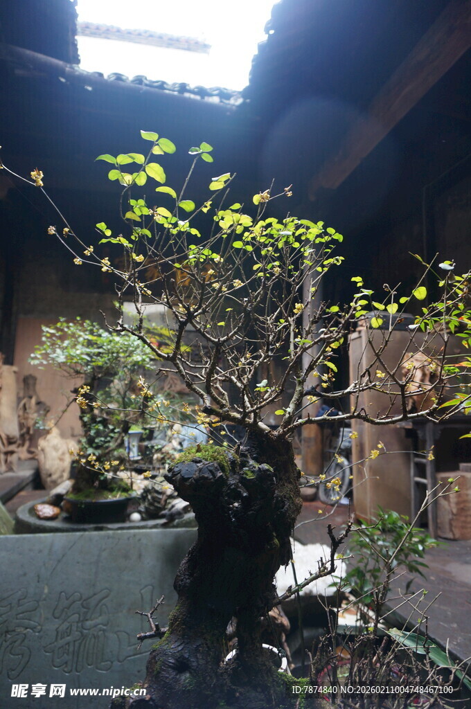 婺源中式庭院中的精致盆景