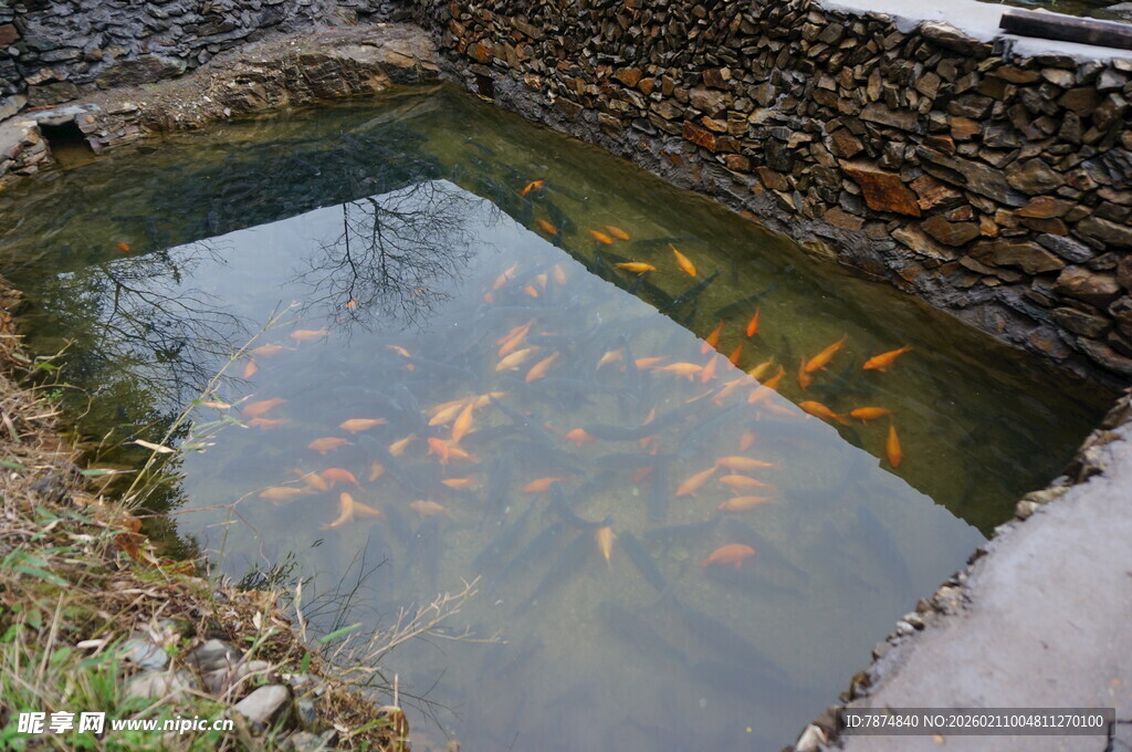 婺源池塘中游动的多彩金鱼
