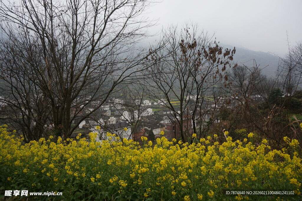 婺源山间油菜花与枯树景观