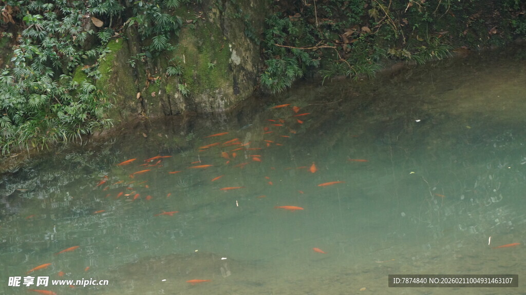 婺源池塘中游动的多彩金鱼