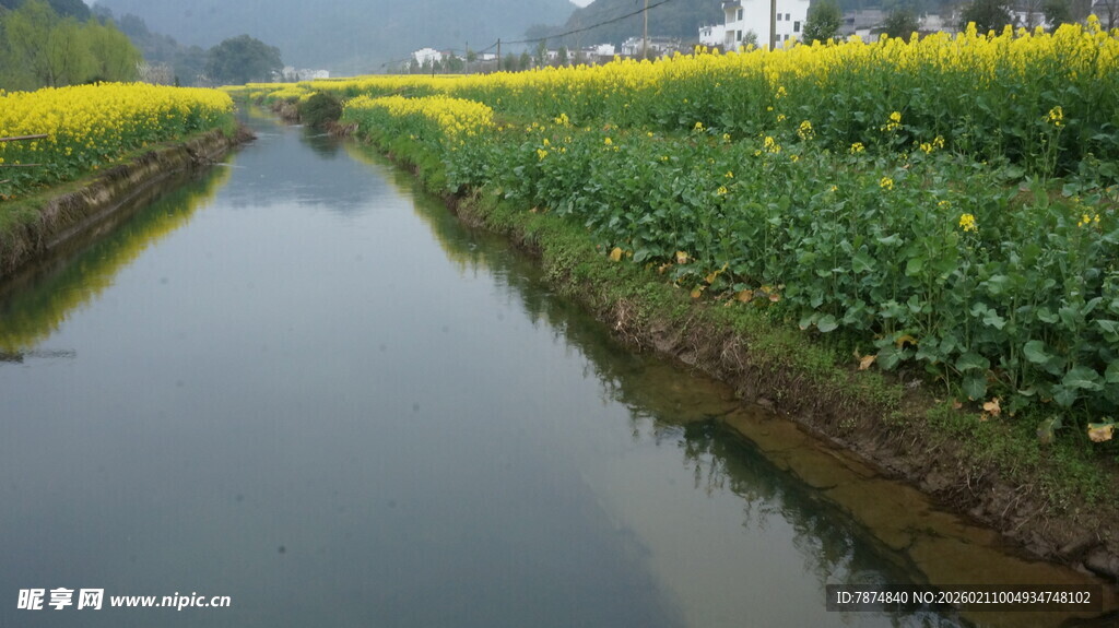 婺源田园小河旁的金黄油菜花