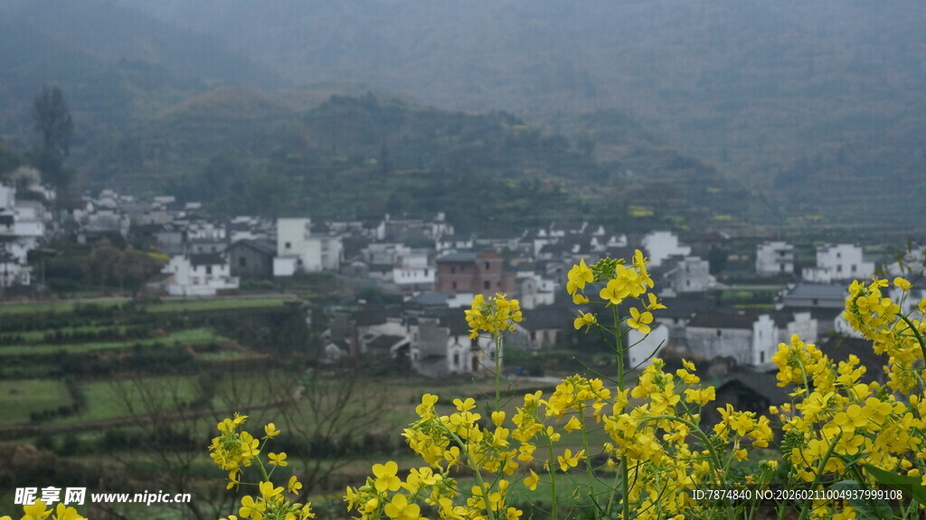 婺源春日山村油菜花景